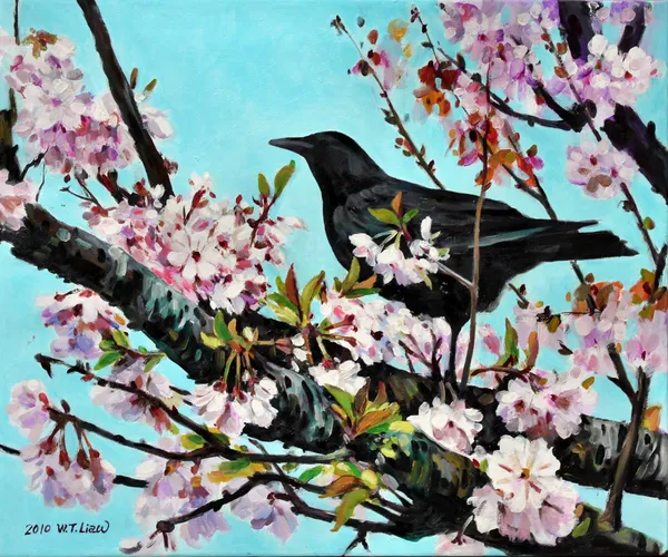盛開的櫻花-Cherry tree in bloom