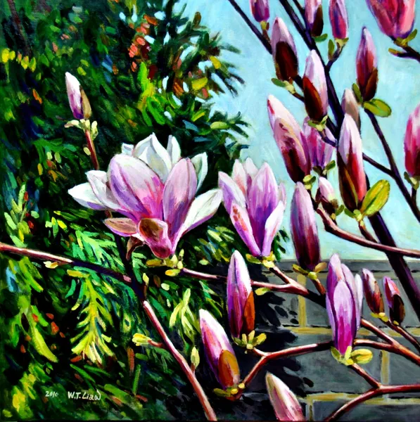 木蓮花-Magnolia