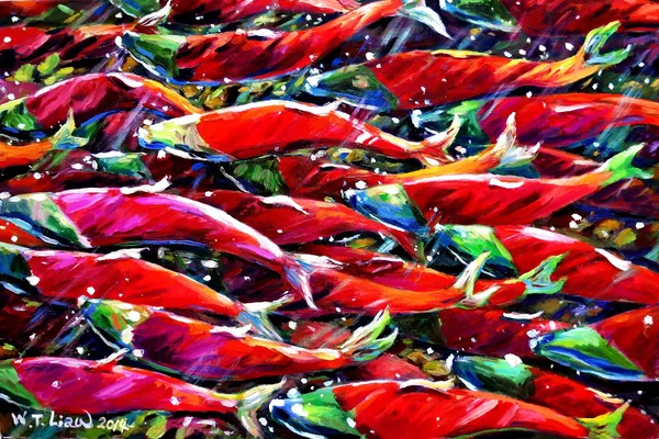 鮭魚潮-Salmon tide