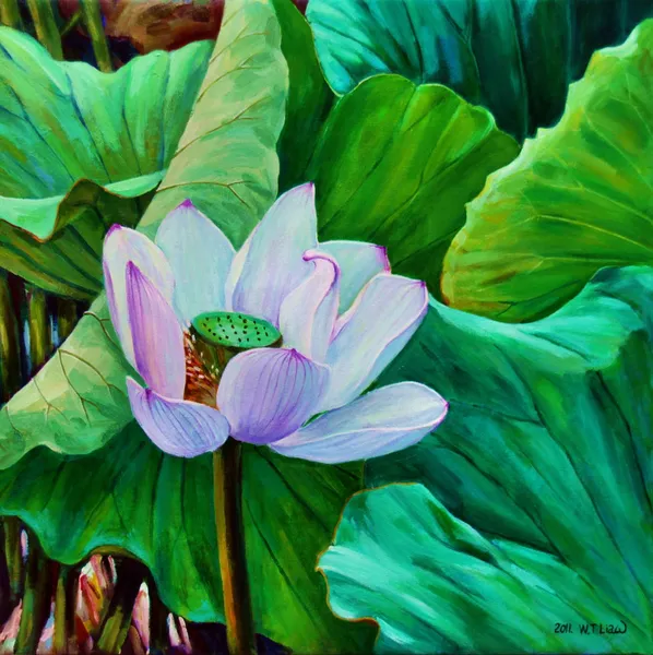 荷塘風起-Wind on the lotus pond